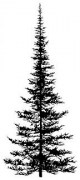 196F_Pine_Tree_4fa35be18dea2.jpg