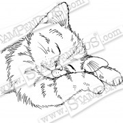 crq207-feline-sleepy